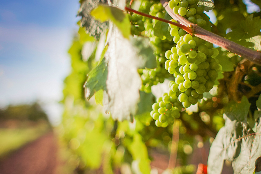 la route des vins en alsace